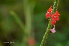 Stachytarpheta mutabilis